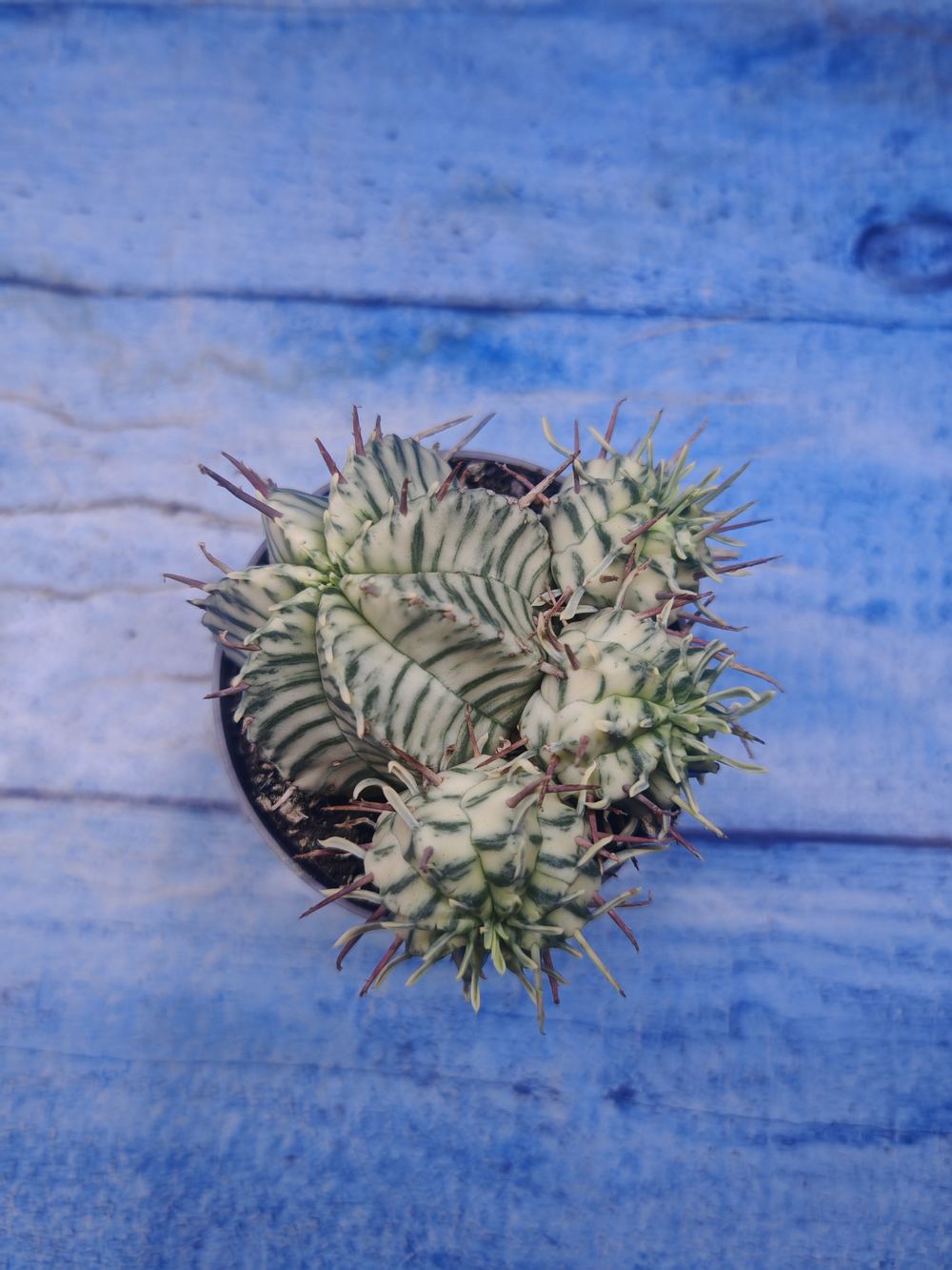 Euphorbia meloformis f. Variegated (Эуфорбия вариегатная)