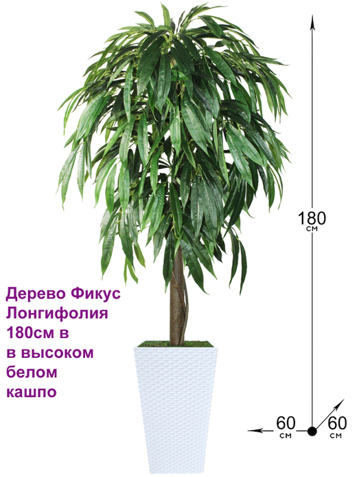 Искусственное дерево Фикус Лонгифолия 180см в высоком белом кашпо ротанг