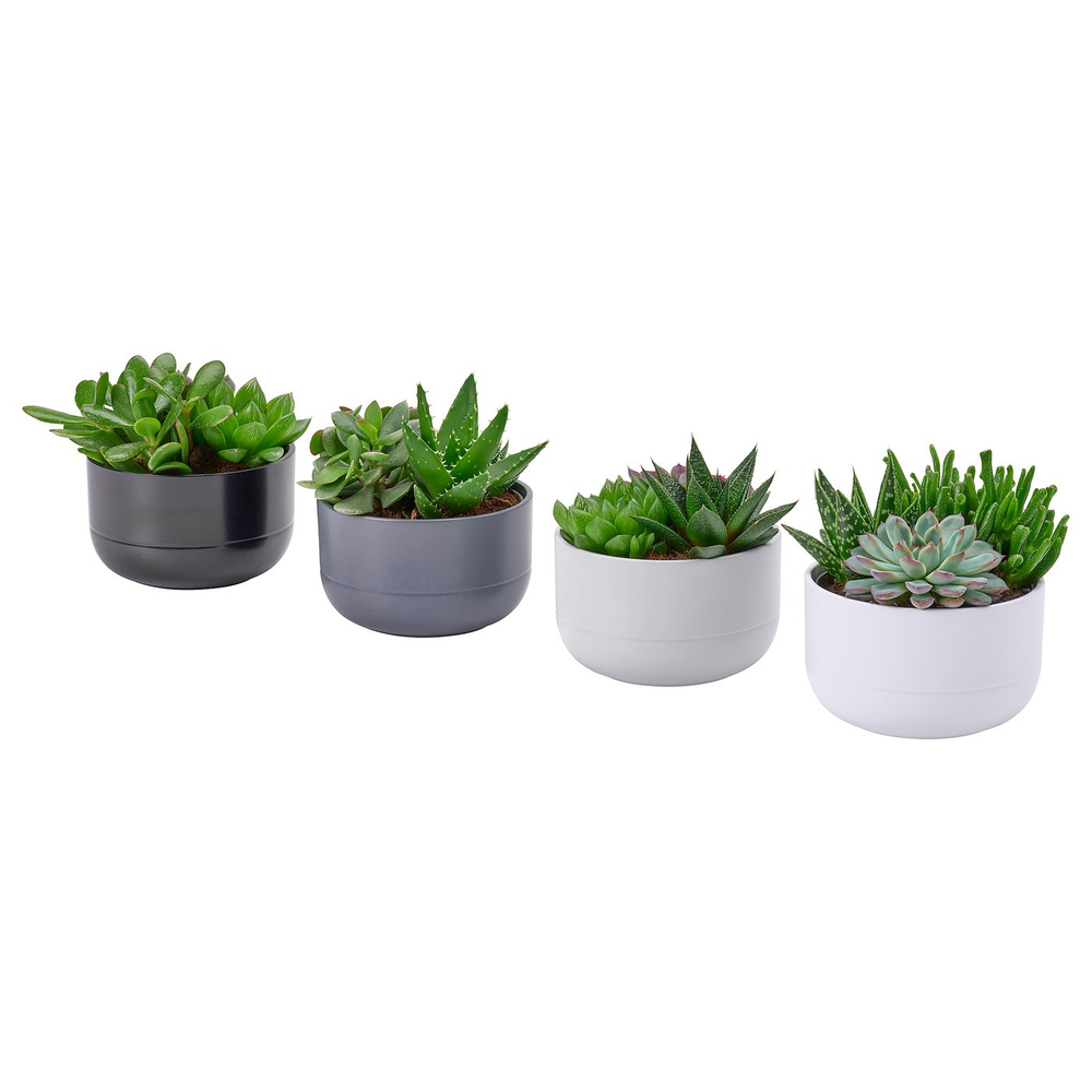 IKEA SUCCULENT  (ИКЕА СУССУЛЕНТ)  -  Растение в горшке - суккулент разные цвета 14 см