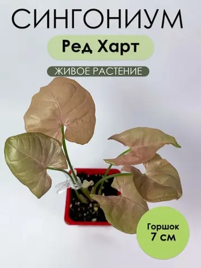 Сингониум Ред Харт. Растение живое