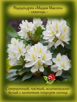 Рододендрон Мадам Массон морозостойкий