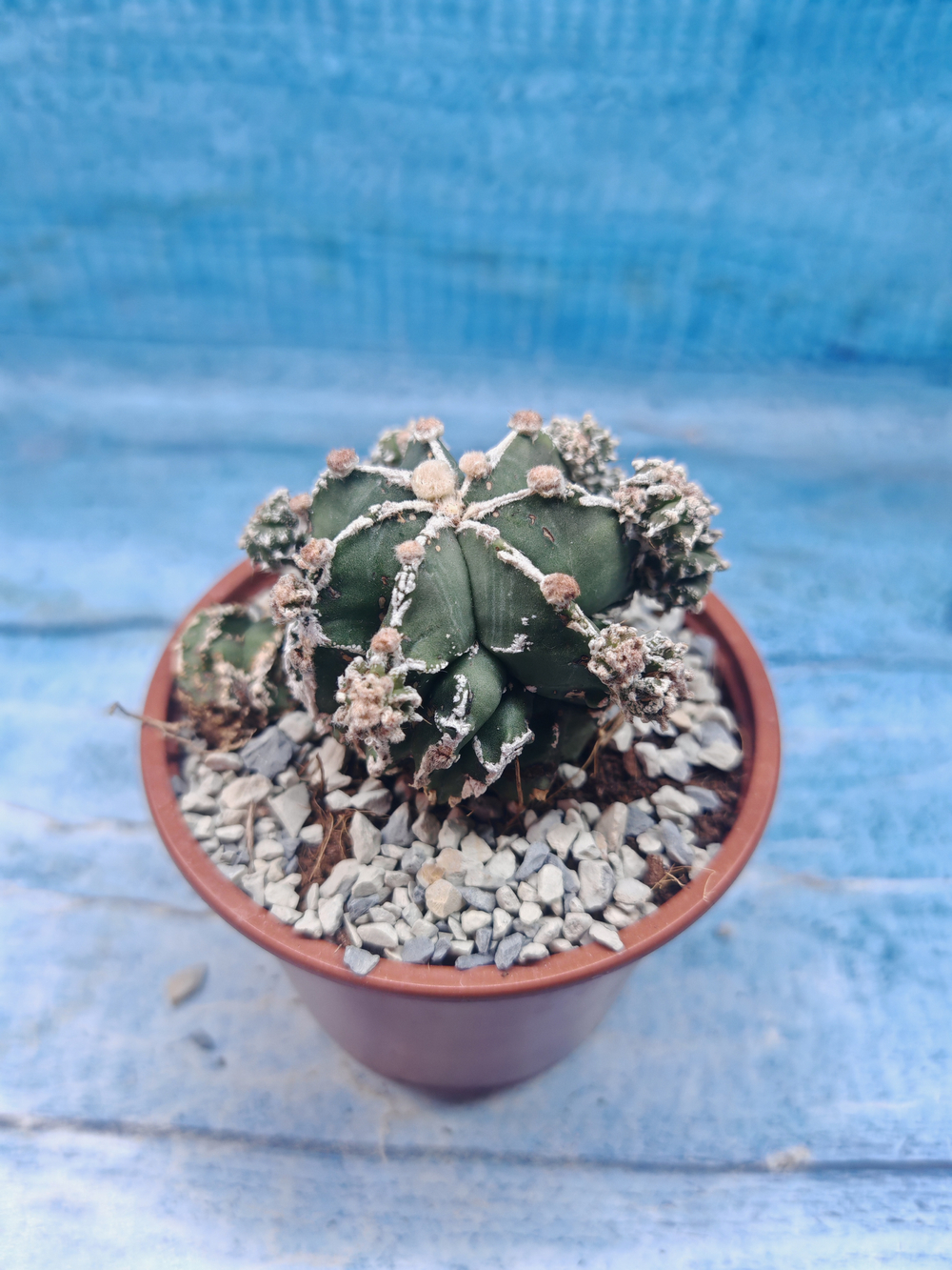 Astrophytum Myriostigma "Hakujo Fukuryu" (Астрофитум)