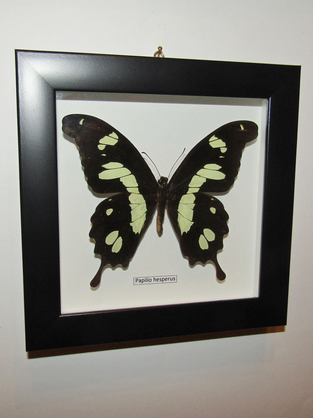 Бабочка Papilio hesperus в рамке