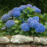 «Боденси Блю» («Bodensee Blue») есть в наличии