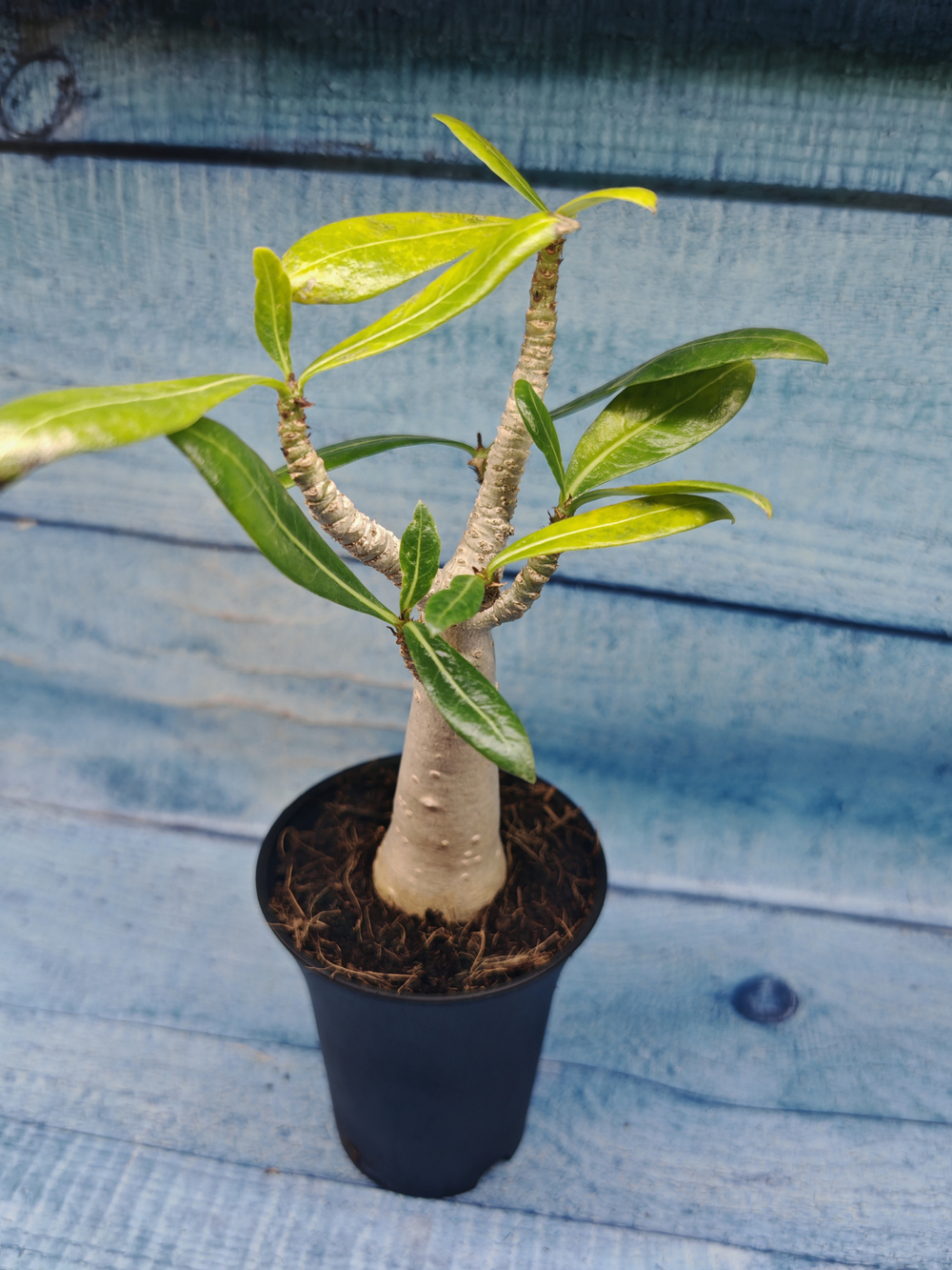 Adenium Baobab (Адениум)
