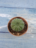 Euphoria Obesa (Эуфорбия)