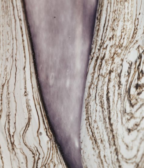 Broceliande, свеча MAX 10 Sacred Trees collection, Baobab Collection