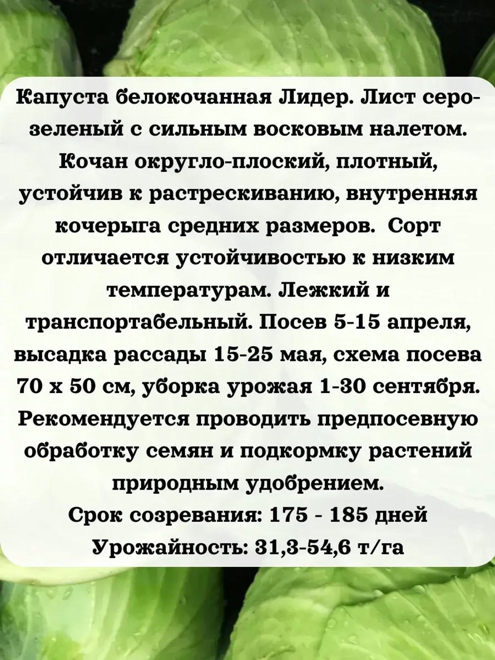 Семена капуста белокочанная Лидер 5 гр