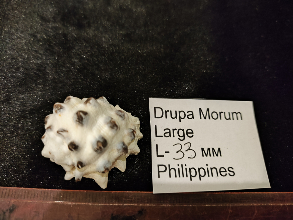 Друпа Морум