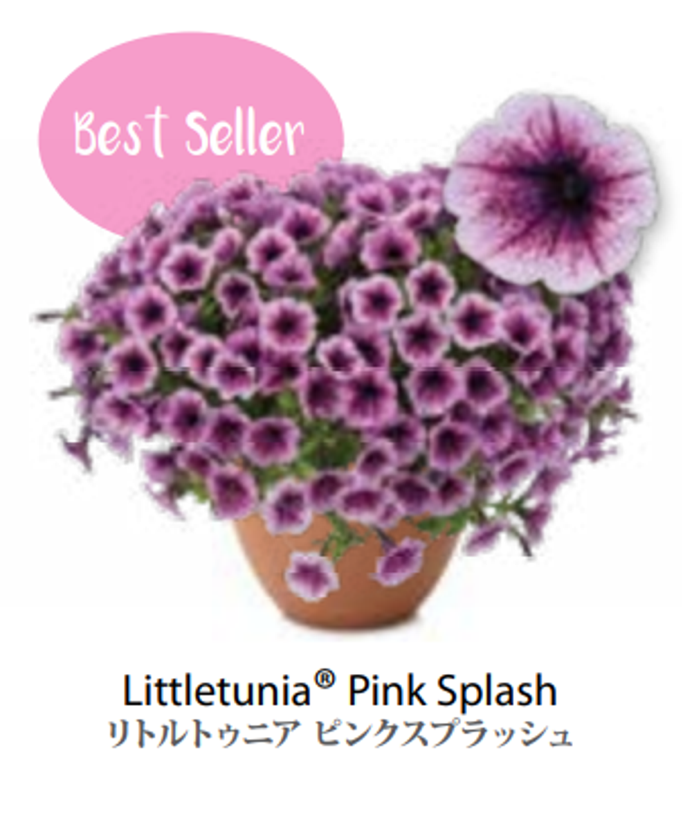 ЕВРО Петуния LITTLETUNIA Pink Splash ЕВРО укорененный черенок МАРТ поставка 22