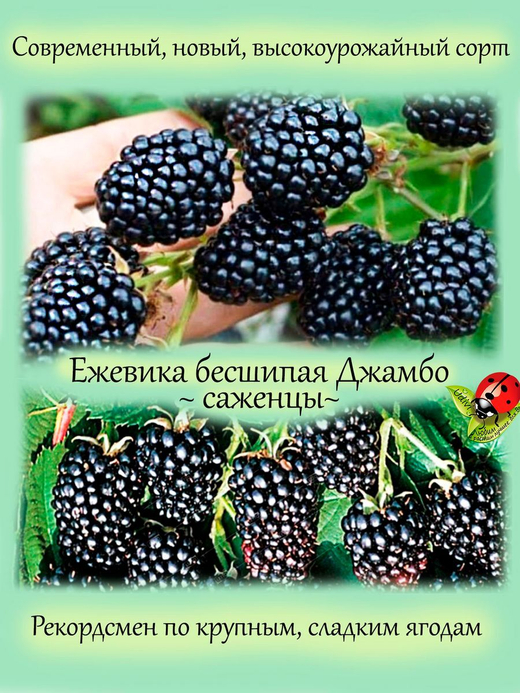 Ежевика Джамбо бесшипная