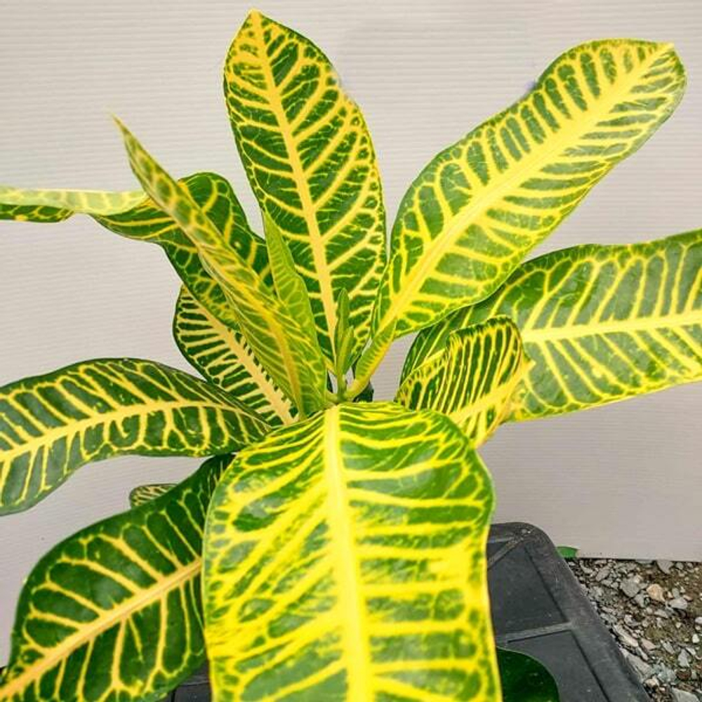 Кротон MOSET