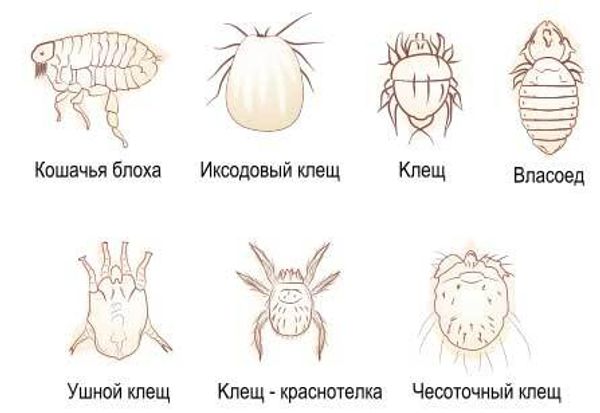 Паразиты у кошки Паразиты у кошки