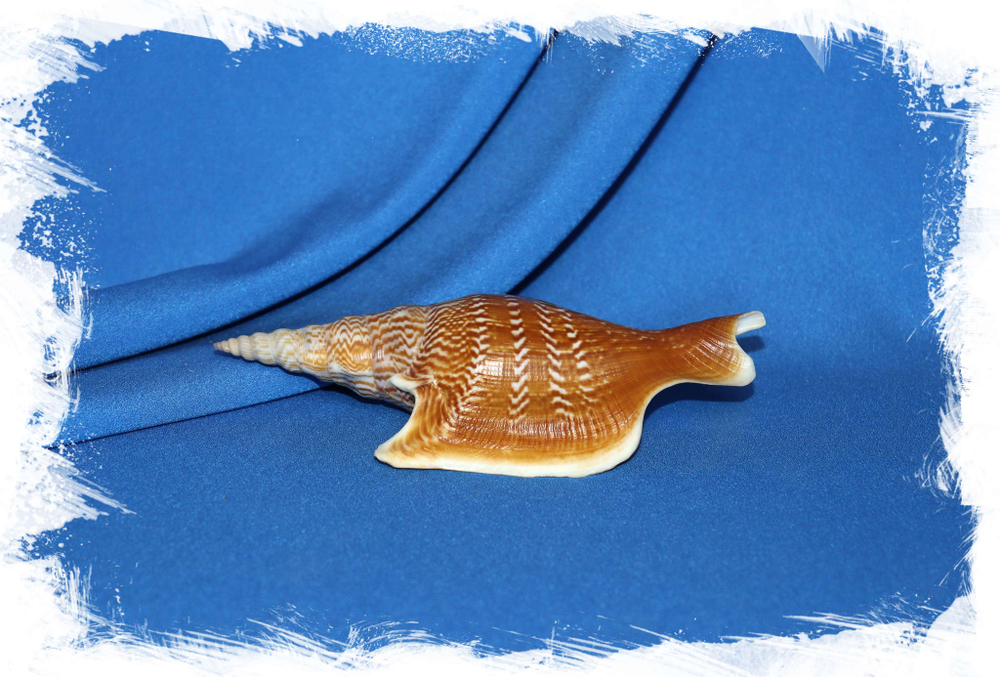 Mirabilistrombus listeri, Lister's Conch