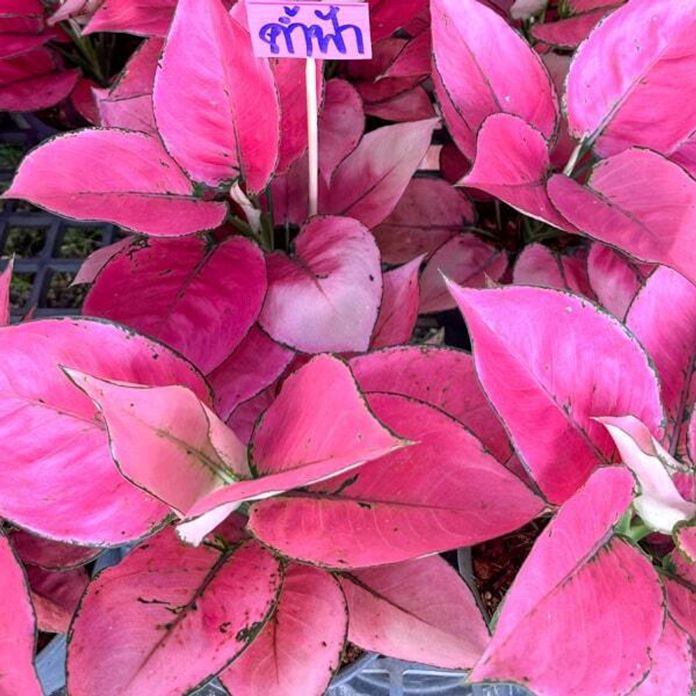 Аглаонема KAM FAH / PINK FLOWER