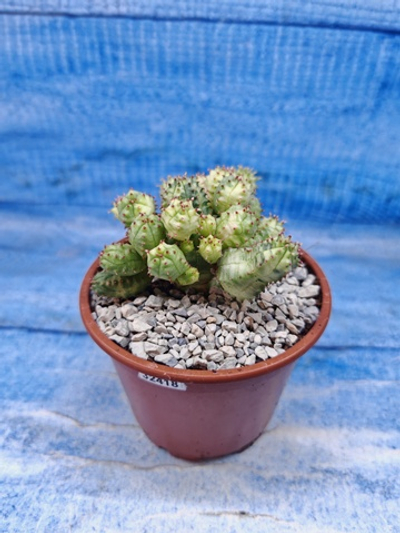 Euphorbia Pseudoglobosa variagate (Эуфорбия)