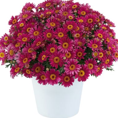 3609 Агрирантемум LOLLIES BERRY GUMMY