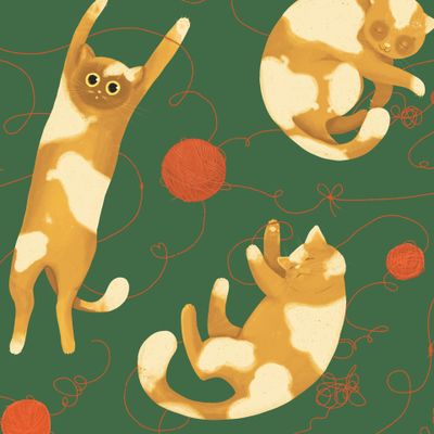 Котики