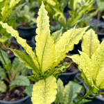 Кротон VARIEGATED – DANG