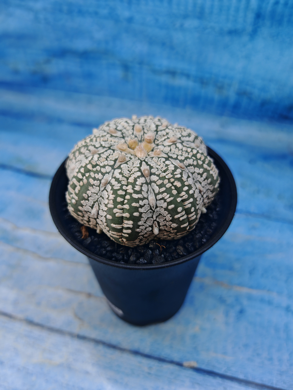 Astrophytum Asterias (Астрофитум)