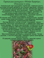 Гортензия вьющаяся Зимний сюрприз Винтер Сюрпрайз
