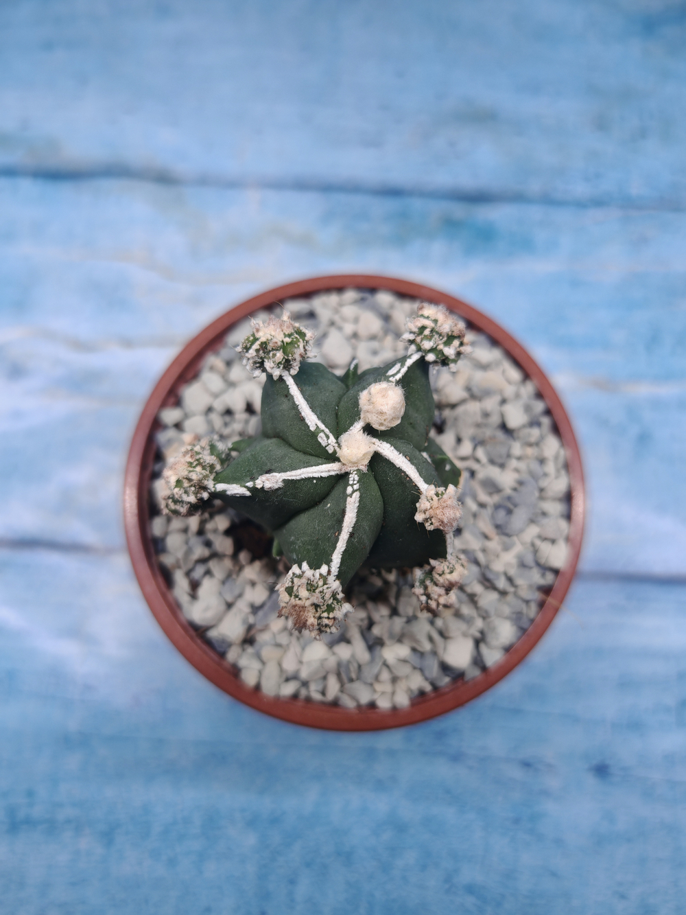 Astrophytum Myriostigma "Hakujo Fukuryu" (Астрофитум)