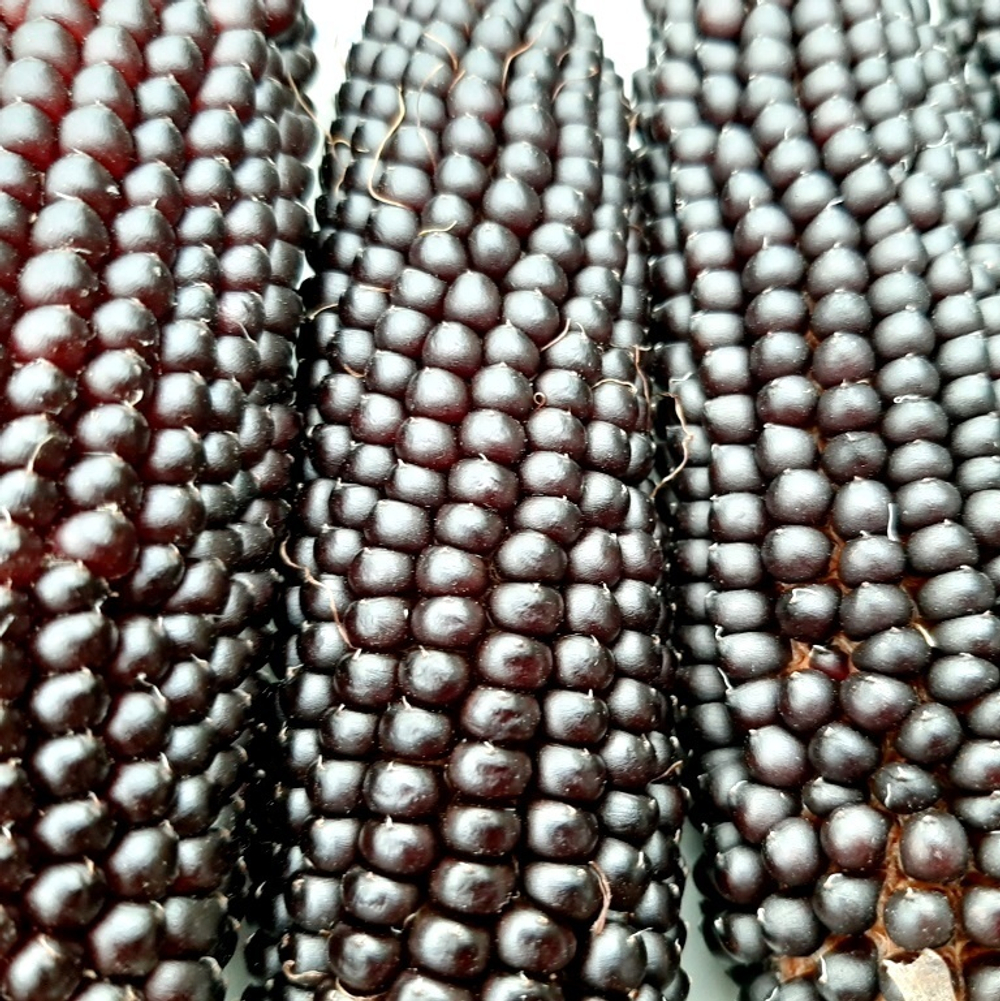 Кукуруза Чёрный Попкорн - Black Popcorn