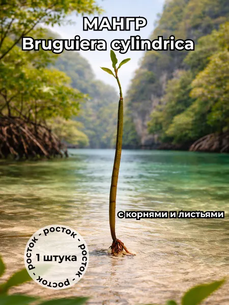 Мангр Бругиера Bruguiera cylindrica c корнями и листьями 1 штука