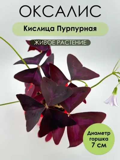 Оксалис Кислица Пурпурная. Растение живое. Саженец