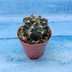 Gymnocalycium Friedrichii (Гимнокалициум)