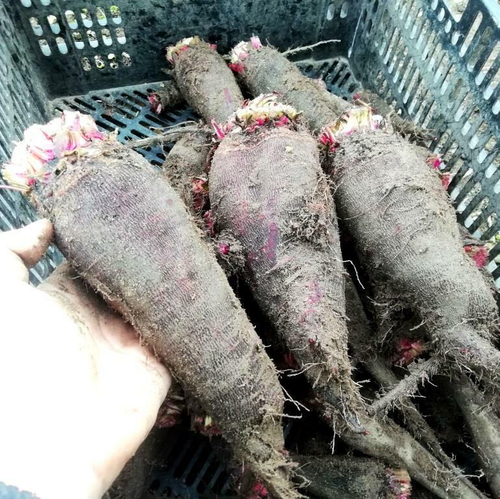 Свёкла Древняя Деликатесная Жаба Краподин - Crapaudine Beet