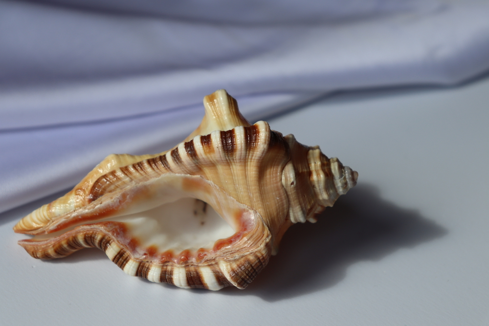 Циматиум перри (Cymatium perryi) 11 см., 1шт.