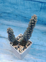 Tephrocactus Strobiliformis (Тефрокактус)