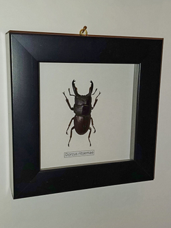 Жук Рогач Dorcus ritsemae в рамке