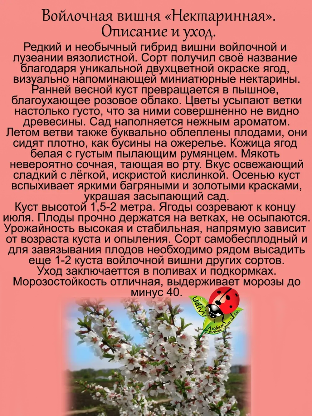 Войлочная вишня Нектаринная двухцветная