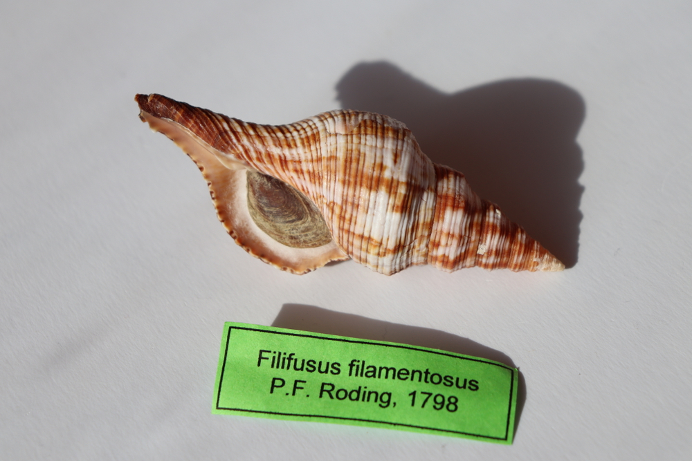 Ракушка Плеуроплока Филаментоза (Filifusus filamentosus)