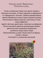 Седум едкий Вариегатта очиток пестролистный