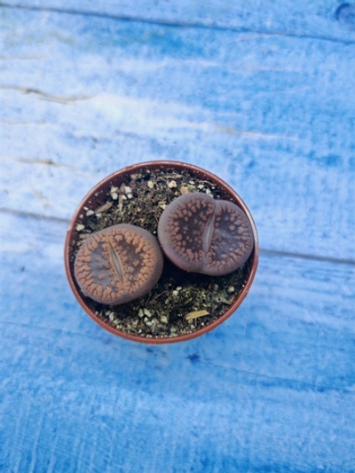 Lithops sp. (Литопсы)