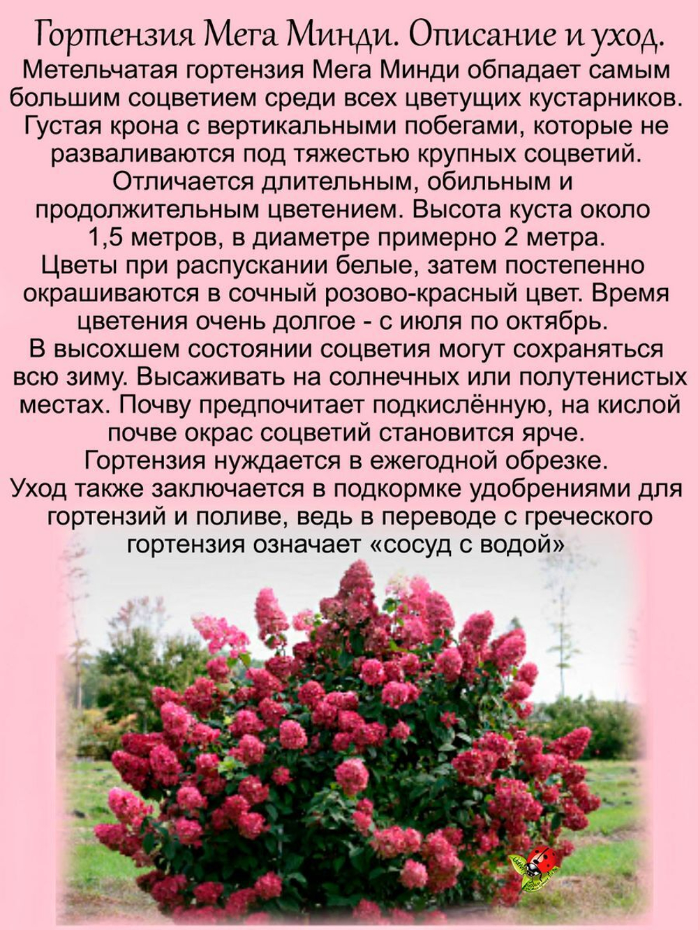 Гортензия Мега Минди метельчатая