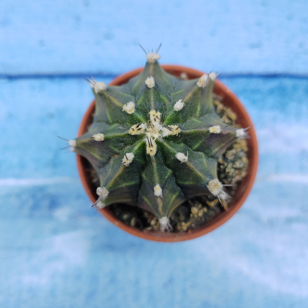 Gymnocalycium Friedrichii (Гимнокалициум)