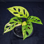 Монстера ADANSONII AUREA