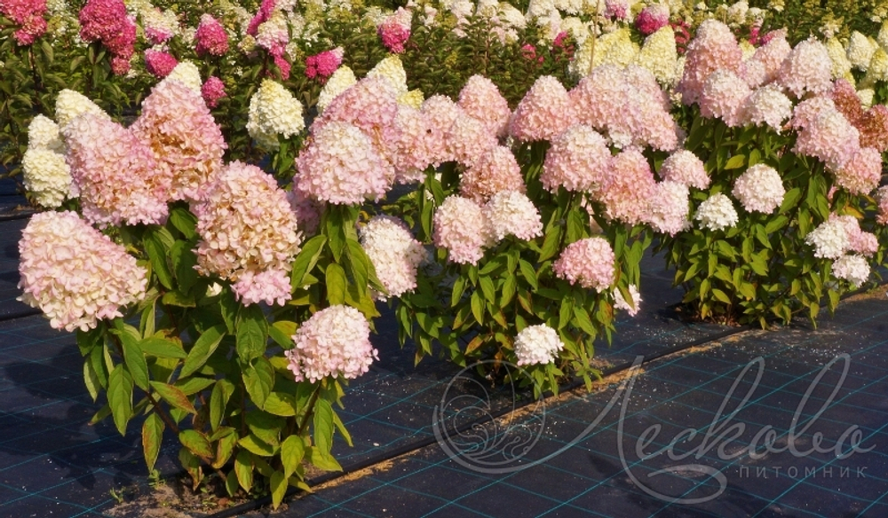 Гортензия метельчатая Меджикал Свит Саммер (Magical Sweet Summer)