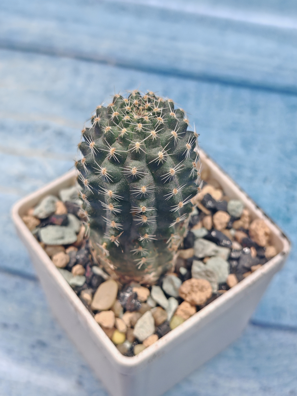 Rebutia Pygmaea (Ребуция)