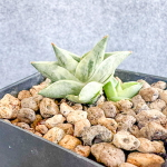 Сансевиерия BONCEL MINI WHITE VAR