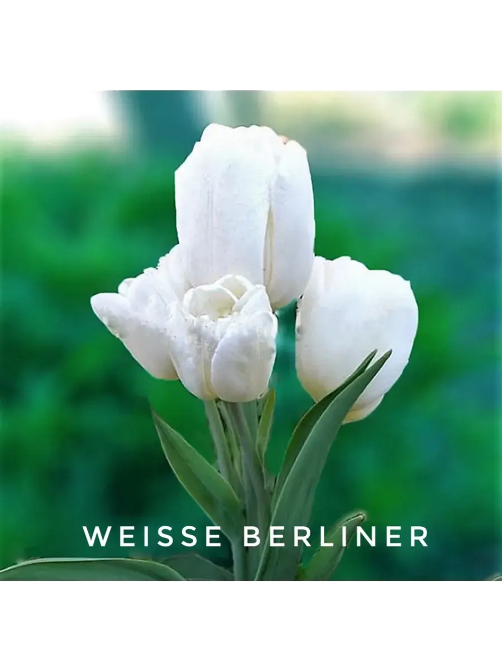 Тюльпан,луковицы WEISSE BERLINER многоцветковый (4 штуки )
