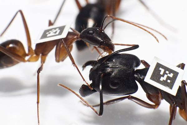 Содержание муравьев Camponotus fellah для начинающих