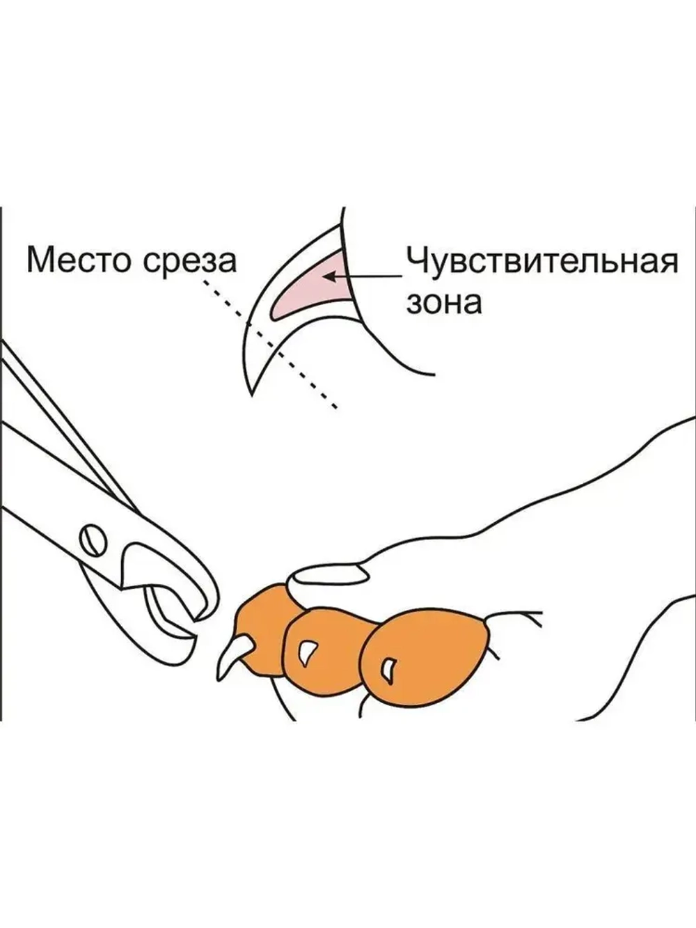 Когтерез большой Show Tech