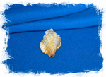 Triton caudatus