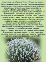 Дёрен белый Элегансима кустарник многолетний