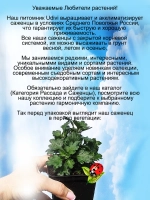 Хризантема Скайфол Желтый ампельная